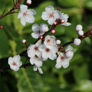 White Manuka flowers on a branch with a blurred green background