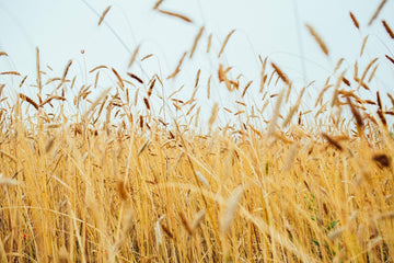 Rye fields - wild and glorious - from Fielden, an English Rye Whisky made from heritage rye grains