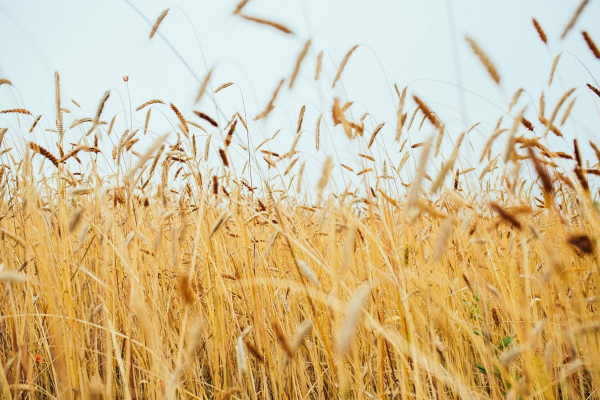 Rye fields - wild and glorious - from Fielden, an English Rye Whisky made from heritage rye grains