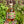 Hand holding a bottle of New Zealand whisky with a garden background